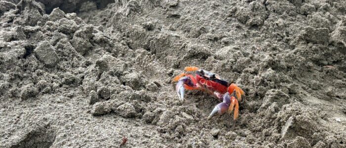 Costa_Rica_2026_Crab A close-up of a brightly colored land crab with vivid red, orange, and purple markings climbing up a sandy mound on a Costa Rican beach.